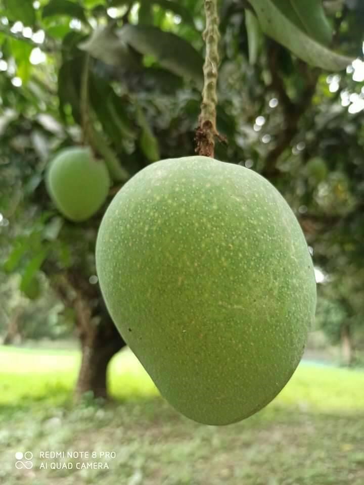 ২০ কেজি ফ্রেস হিম সাগর বাছাইকৃত আম ২০ কেজি/20 kg